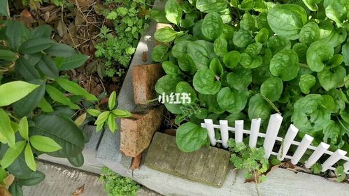 雨后车前草(田冠草)疯长/收割_清肺_化痰_熬夜_咳嗽_医疗健康_医疗