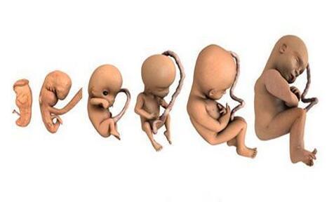 孕妈妈你知道在怀孕头三个月胎儿是什么样的吗