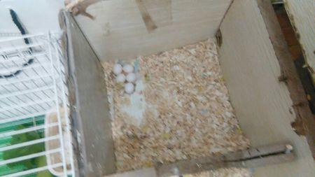 虎皮鹦鹉第五个蛋