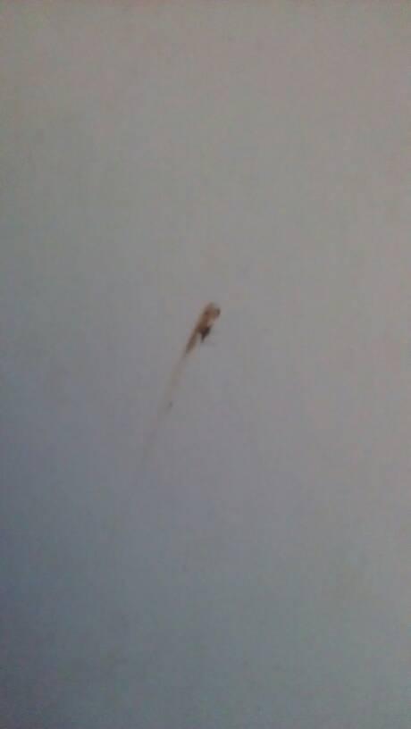 请问把蚊子拍死在墙上有印怎么去除,?