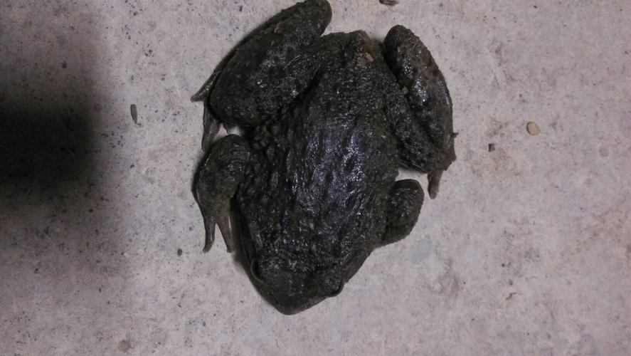 睡知道这个叫什么,不是癞蛤蟆也不是青蛙,味道比鸡汤还鲜美