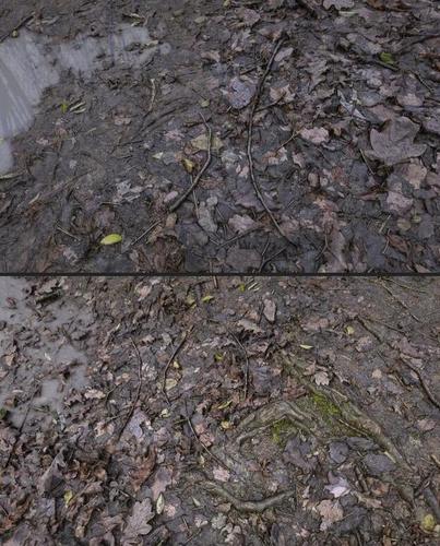 神级8k高清贴图-沼泽-泥潭-雨后-枯树林-地表贴图