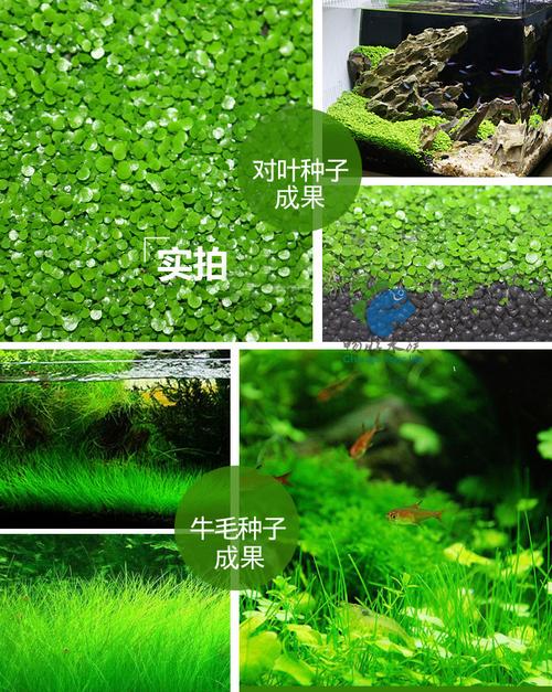 水草种子 大牛毛迷你对叶珍珠前景草草坪种植10g/袋