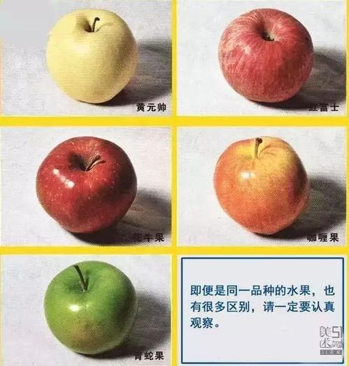【素描】画好苹果不同品种,摆放,背景,视角等技巧这篇
