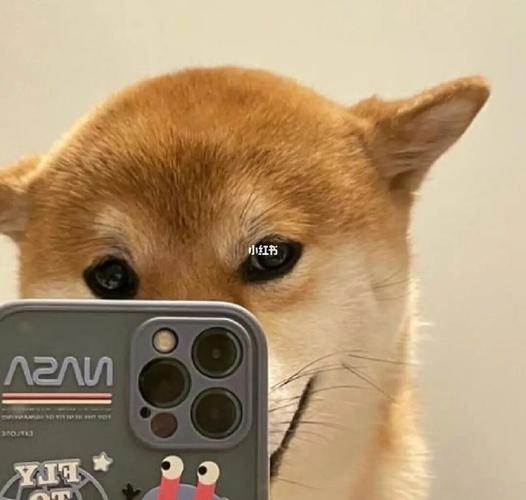 柴犬情侣头像来安排啦!