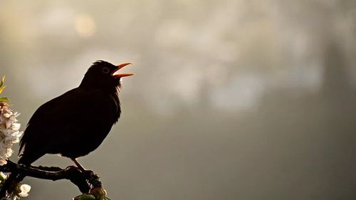 我们身边这种黑乎乎的小鸟,叫声居然这么好听!