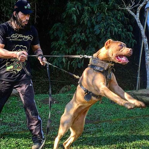 这4种犬,被称为猛犬碎骨机,它是继比特犬后,美国第二种禁养犬