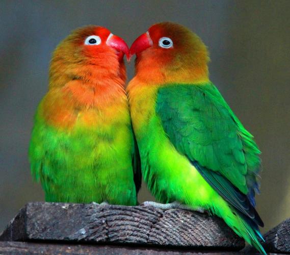牡丹鹦鹉也称情侣鹦鹉,爱情鸟,这种鹦鹉会与情侣形影不离,相依相偎