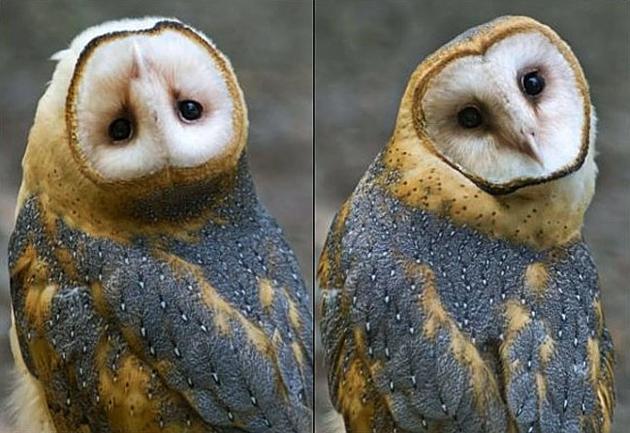 猫头鹰头部的旋转能力无疑是鸟类中的佼佼者.