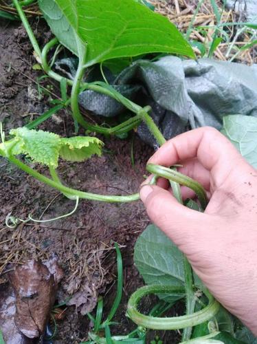 对甜瓜整枝打叉的补充