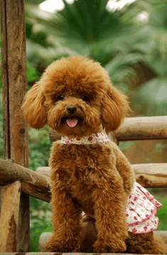 免费文档 所有分类 这些方法教你挑选漂亮可爱的泰迪宝宝