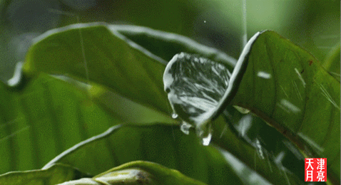 【雨打芭蕉】 音画