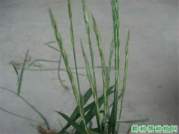 毒麦禾本科