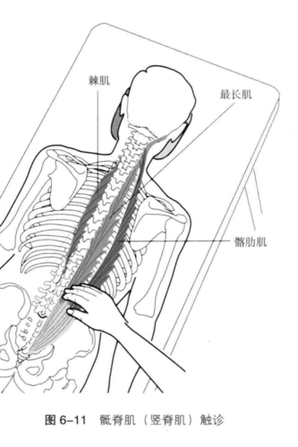 第六章,轻触诊,竖脊肌,棘上韧带