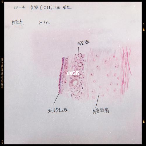 医学生|手绘人体细胞_手绘_医学生_教育_教育其他