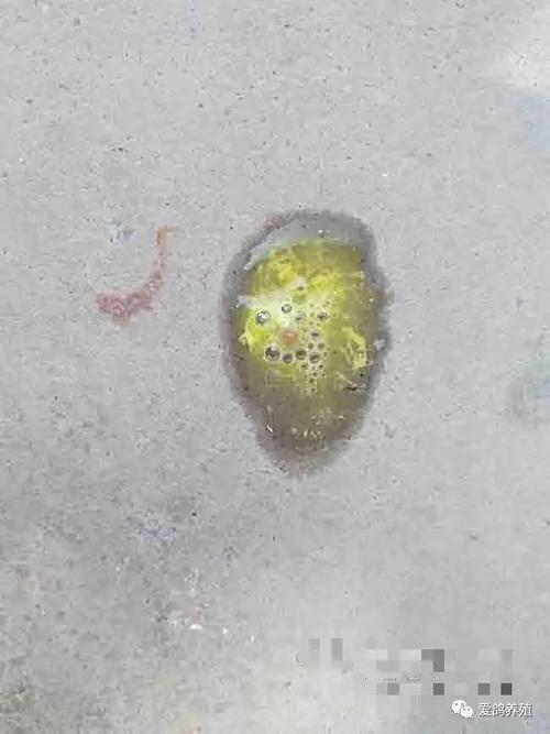 鸽新城疫的症状及粪便图片