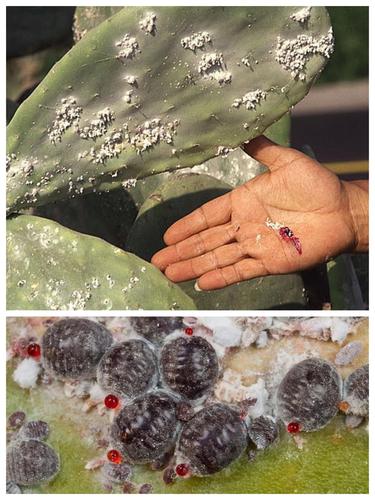 完美的红解析口红的前世今生