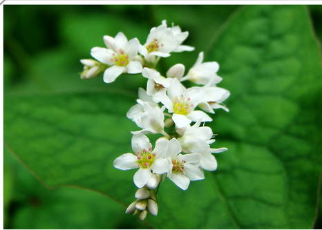 荞麦花