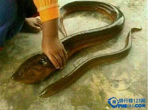 世界上最大的黄鳝比蟒蛇粗成精图史上最老的黄鳝155岁还在世吗