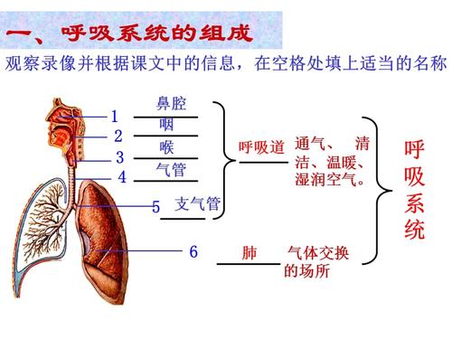 初二生物课件呼吸系统的组成.ppt