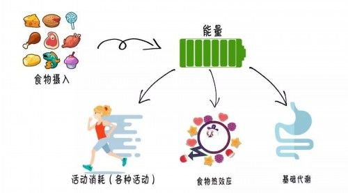 不吃饭除了减肥,还可以减这个——能量平衡与体重(三)