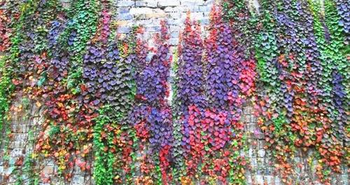 庭院篱墙,寻常巷陌,竟有如此美丽的爬山虎?