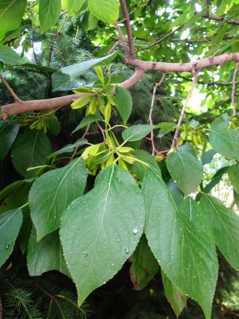 杜仲科是比较古老的孑遗植物,它的化石可在欧洲及北美的第三纪地层里