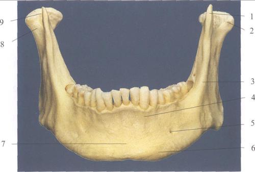 (图) 下颌骨前面观-口腔颌面及颈部临床解剖学-医学