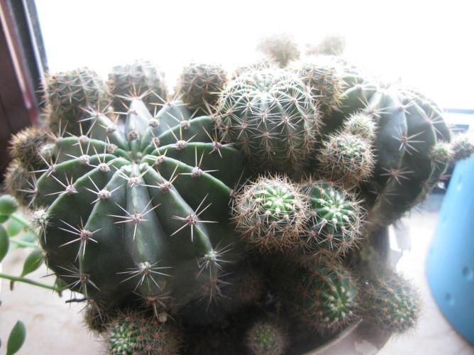 我家的这个是什么品种的仙人球?