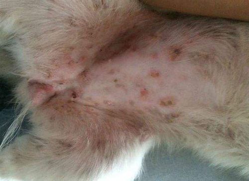 狗狗脓皮症怎么办