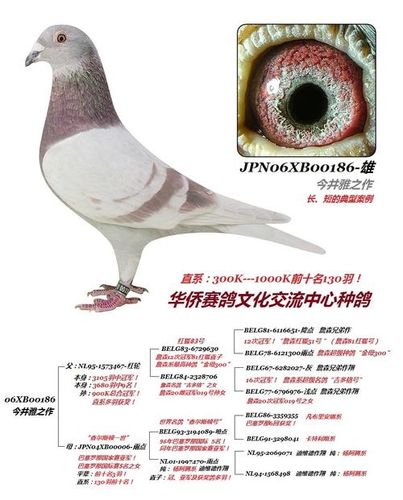正宗詹森6只信鸽图片