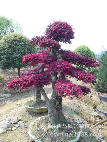 批发红继木 造型红花继木 湖南红花檵木树桩盆景 花苗
