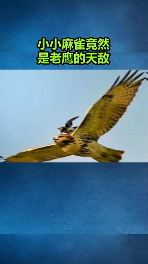 我要上热门小小麻雀竟然是老鹰的天敌