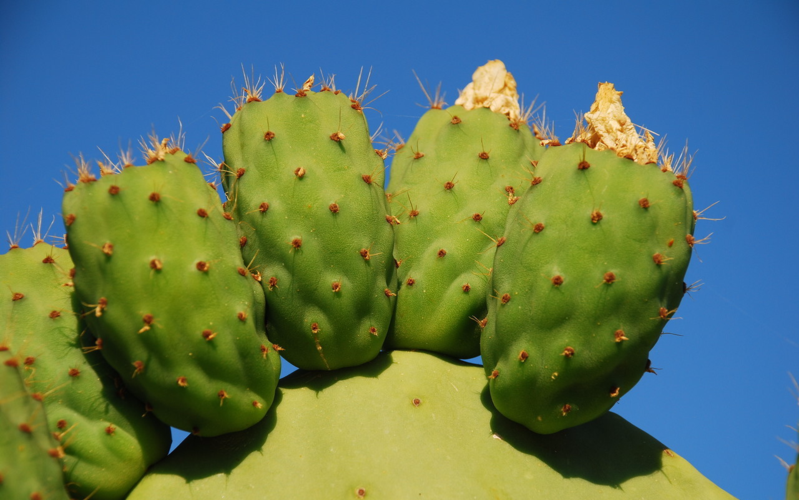 仙人掌 生姜,是滑膜炎的"死对头",用得好,肿痛半月板都赶跑