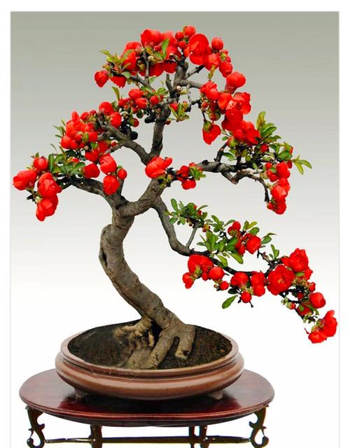 海棠花盆栽四季开花不断海棠花树苗老桩庭院绿植日本重瓣海棠盆景