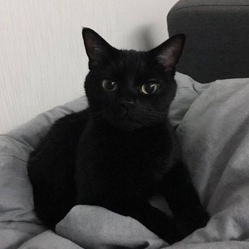 大家还有小黑猫的图片吗好可爱啊多图预警他又换头像啦