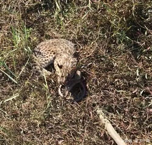 海丰发现一只豹猫,但它被捕兽夹夹住了