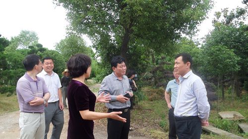 江西吉水县政府袁守旺县长莅临吉水县吉美植物园视察调研