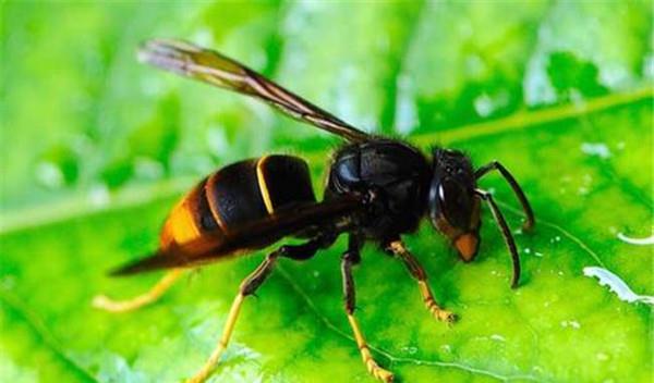 原创十大最厉害的蜂排行榜:日本大黄蜂上榜,虎头蜂第2