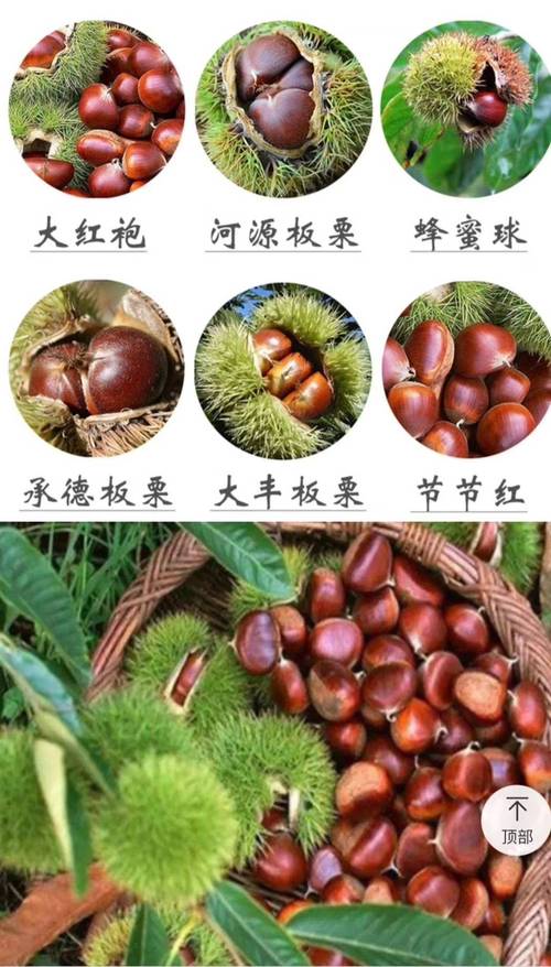 供应大厅  种子种苗  板栗树苗   商品属性 品种名:大红袍板栗苗 品种