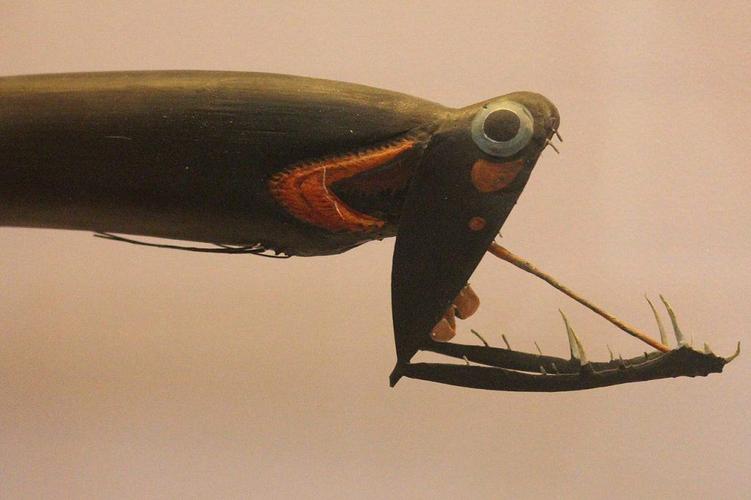 stoplight loosejaw, deepsea fish