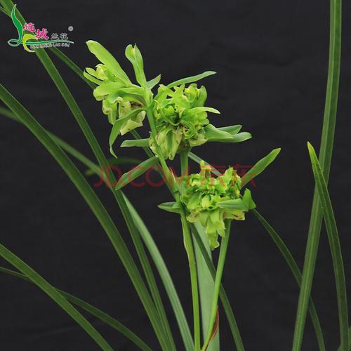 细叶寒兰名贵品种奇花浓香带花苞办公室内绿植花卉小盆栽 寒兰奇花