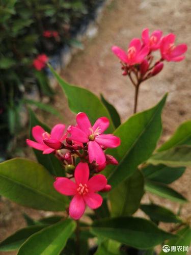 基地供应琴叶珊瑚