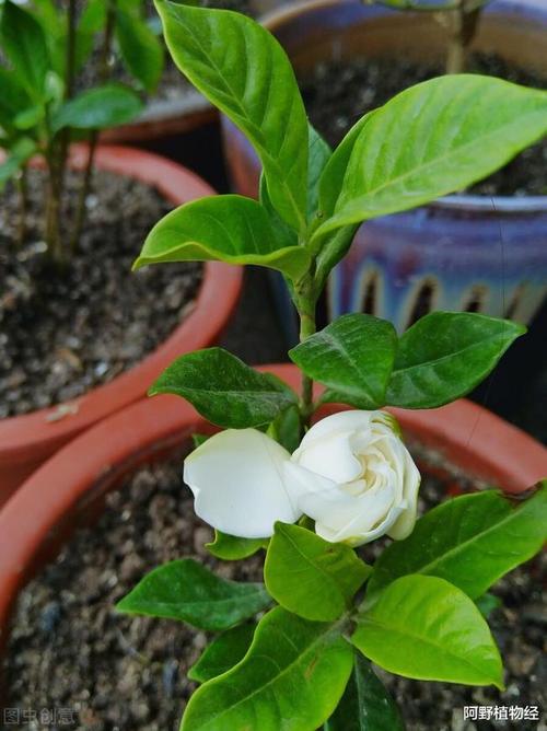 栀子花叶子边缘发黑干枯怎么办控光施肥调酸碱从根源处理