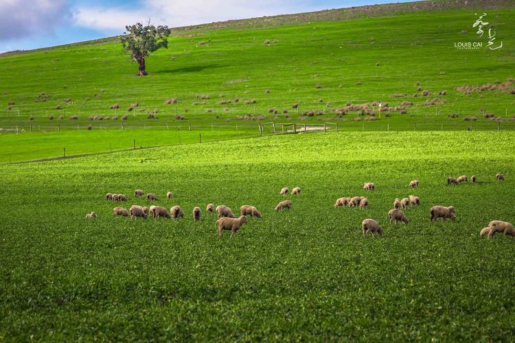 风吹草地现牛羊