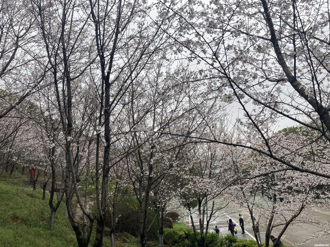 组图武昌理工学院千株樱花进入盛花期