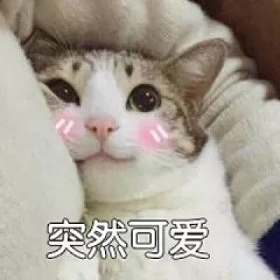 一组向男朋友撒娇用的超可爱表情包