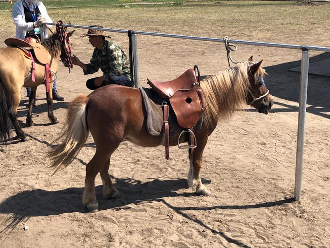 供游客骑的矮马