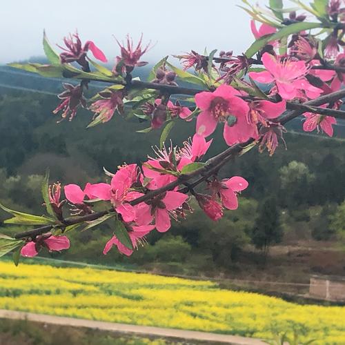 春路雨添花,花动一山春色