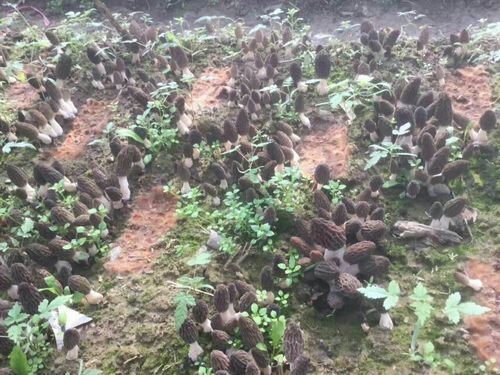 宝鸡华星生态农业科技有限公司羊肚菌陕西羊肚菌人工栽培技术推广开始